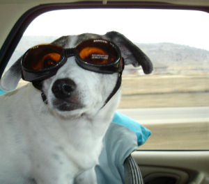 doggles