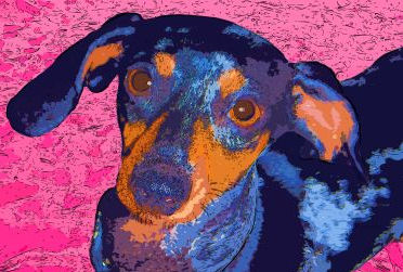 Our Weenie Dog