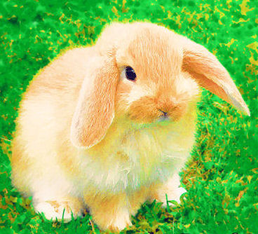 bunny