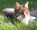 Traditional style portrait of Zachary the cat