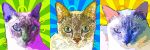 Pop Art Kitties
