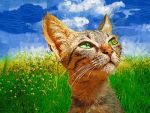Custom Pop art cat portrait Coolio