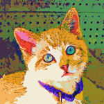 Cat portraits and gift items Yang