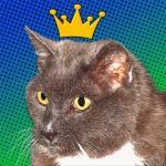 Comic cat pop art portrait