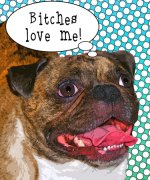 Custom Pug portrait