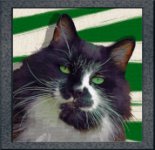 Cat Portraits