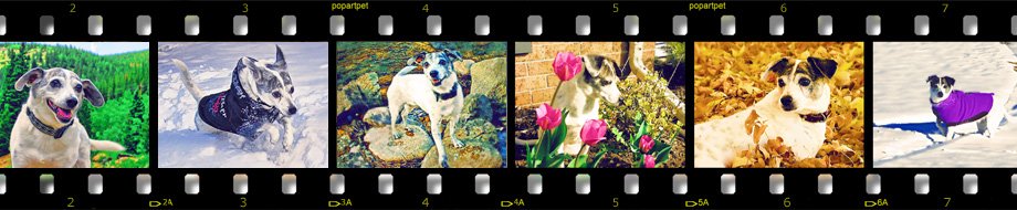Pop Art Pet - Pet Portraits