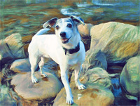 Traditional pet portraits