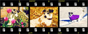 The Filmstrip Custom Portraits
