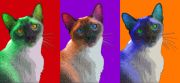 Pop art pet portrait Samuel the Samiese