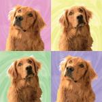 Warhol inspired pet portrait Beau