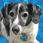 Warhol inspired pet portrait ella