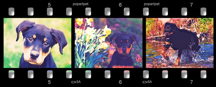 Gracies film strip custom portrait