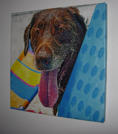 Shadow the Chocolate Lab