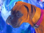 Pop art pet portrait cat art