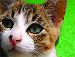 Custom cat portrait, painterly style