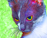 Purcilla the Cat