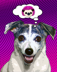 Kylie the Jack Russell Terrier