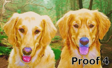whimsical breed specific Golden Retriever art