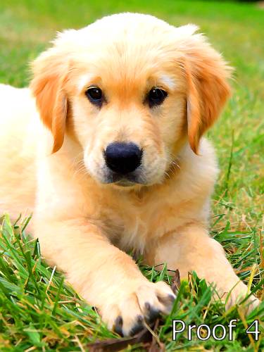 Golden Retriever Breed Specific Portraits and Gifts