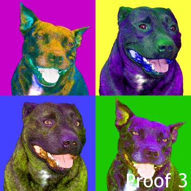 Staffordshire Bull Terrier Portraits 