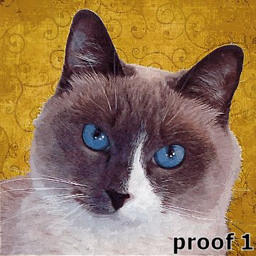 Cat Portraits