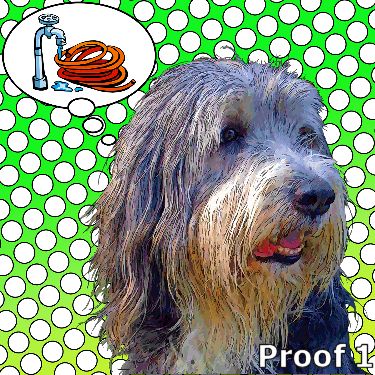 Bearded Collie gifts and portraits