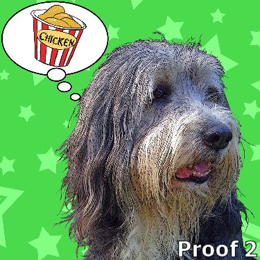 Bearded Collie pop art portrait