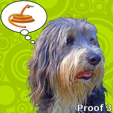 Custom Bearded Collie pop art