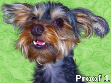 Yorkie poo art