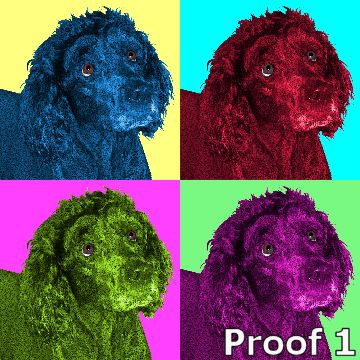 Bouvier des Flandres  portrait
