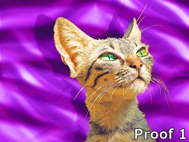 pop art pet cat gifts