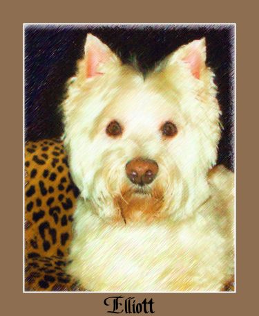 Westie art and gifts
