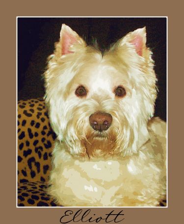 West Highland White Terrier Art and Gifts