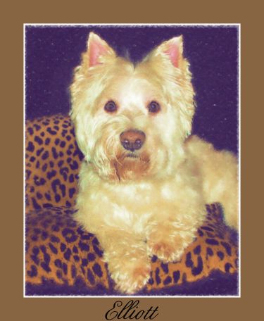 Breed Specific West highland White Terrier Portraits
