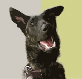 Art and Gift Items for Dutch Shepherd lovers