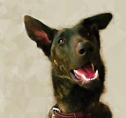 Breed Specific Dutch Shepherd Art and Gifts 