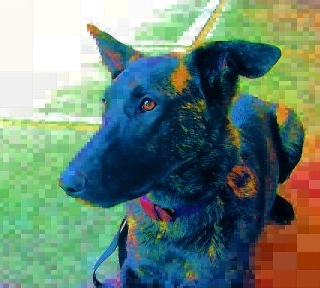 Portrait of a Dutch Shepherd
