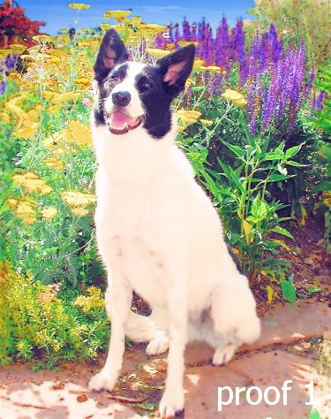 Border Collie Portraits