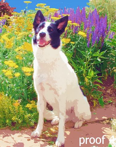 breed specific border collie art