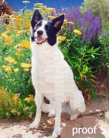 breed specific border collie art and git items