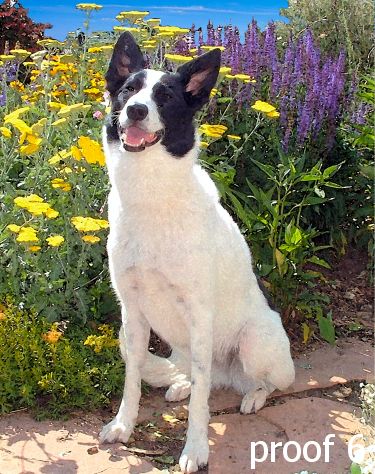 border collie portraits breed specific