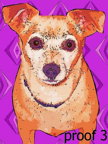 Breed specific Chihuahua Portraits