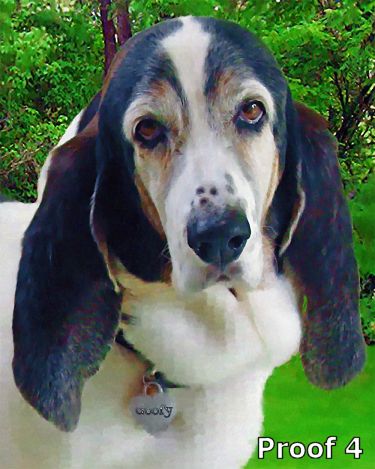 Bassett Hound custom portraits