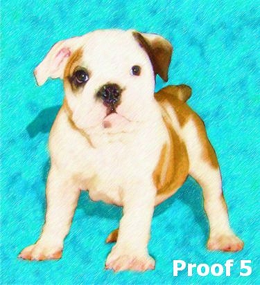 English Bulldog Colored Pencil Portrait