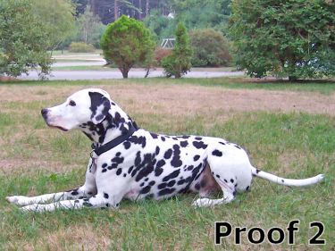 Custom Dalmation Portrait