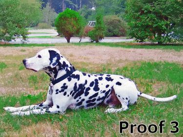 Whimsical Dalmation Art