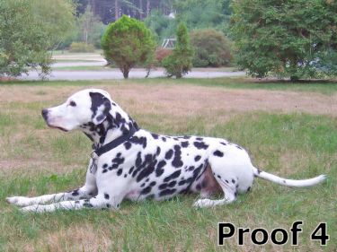 Fun Dalmatian Portraits