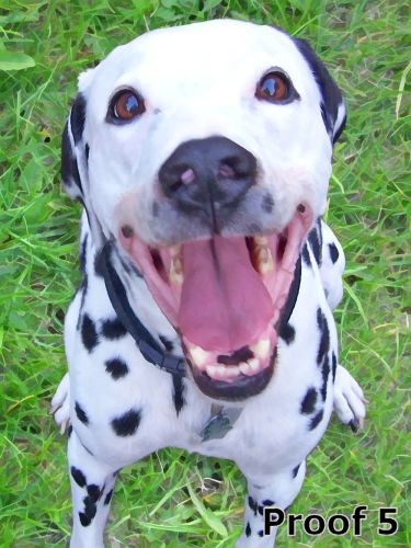 Cool Dalmatian Art