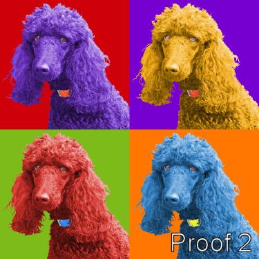 Poodle cool art portrait 